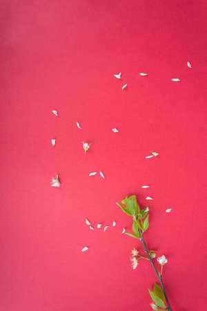 spring background; fresh flower on red background.