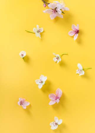 spring background; fresh flower on yellow background.の写真素材