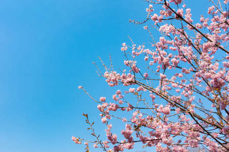 Cherry blossomの写真素材