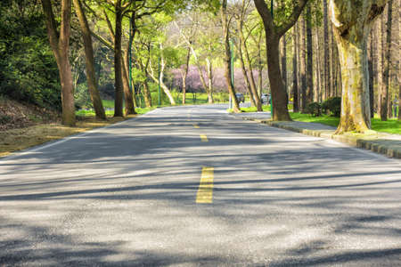 Summer Country Road Covered by Lush Trees, New Zealandの写真素材