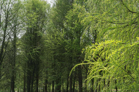 the trees in the forest