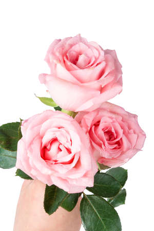 Three roses on a white backgroundの販売画像