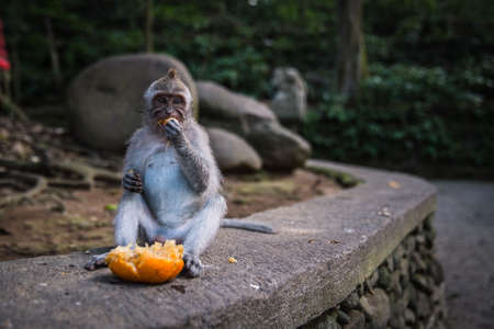 A long tailed gray monkey sitting and eating a fresh orange, UBUD MONKEY FOREST, BALI, INDONESIAの写真素材