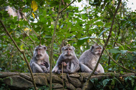Three mother monkeys sitting together and breastfeeding their babies, UBUD MONKEY FOREST, BALI, INDONESIAの写真素材