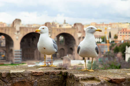 Close up shot of two seagulls looking at opposite directions, the Roman forum ruins in the background, Rome, Italyの写真素材