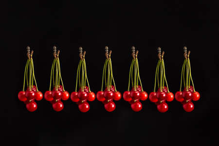 Close up shot of red shiny ripe cherry cluster isolated on black background with copy space for text