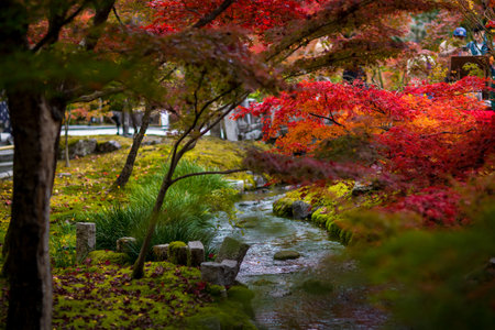 Autumn leaves in japanese garden at nagano japan