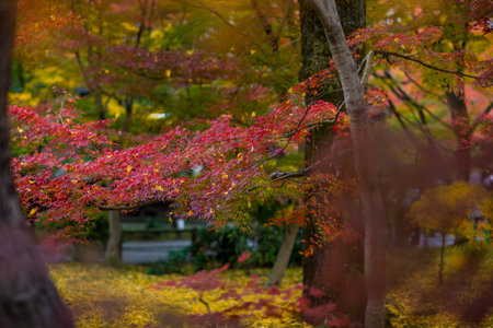 Autumn leaves in Japanese garden. Colorful leaves in Japan.