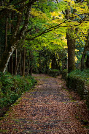 Autumn leaves on the trail in a forest in Kyoto, Japanの写真素材