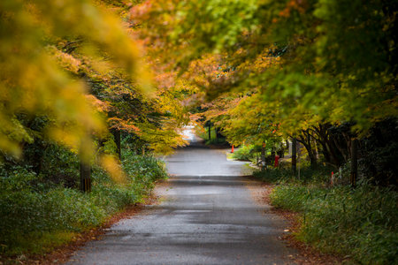 Autumn leaves in the park with the road in the background.