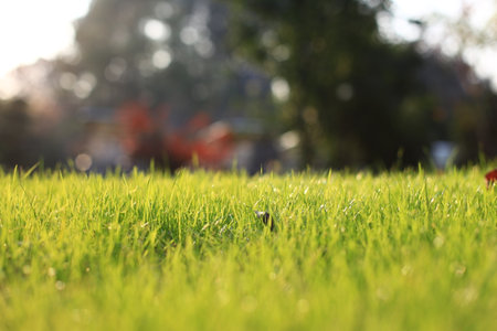 Green grass in the morning sunlight with bokeh background, stock photoの写真素材