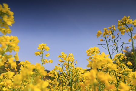 Field of rape flowers with blue sky in the background, close upの写真素材