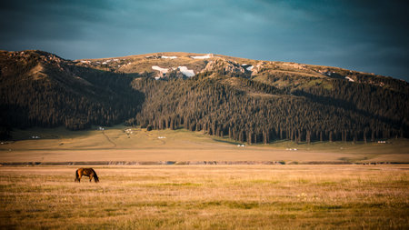 Horse grazing in the meadow with mountains in the background.の写真素材