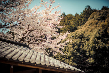 Cherry blossoms in full bloom in the spring, Japan.の写真素材