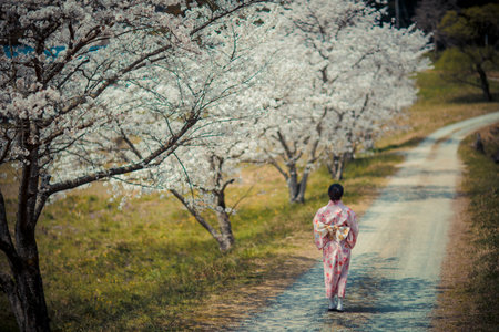 Japanese woman wearing kimono walking in cherry blossom garden.の写真素材