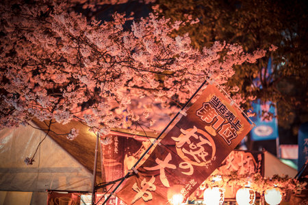Cherry blossom festival in Taipei, Taiwan.の写真素材