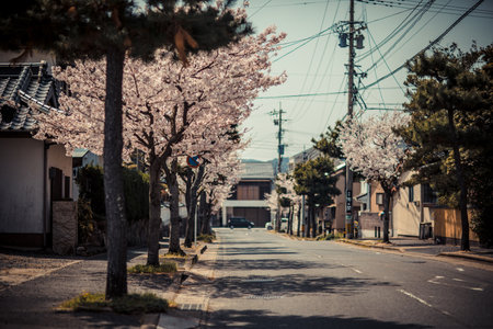 Cherry blossoms along a street in Kyoto, Japan. Cherry blossom season in Japan.の写真素材