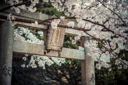 Old wooden gate with cherry blossom tree in the garden, Tokyo, Japanの写真素材