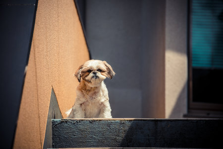 Portrait of a cute shih tzu sitting on the stairsの写真素材
