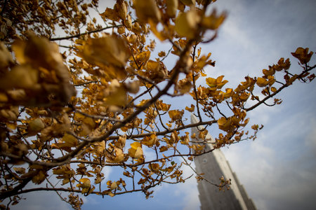 Ginkgo biloba tree in autumn with skyscraper in backgroundの写真素材