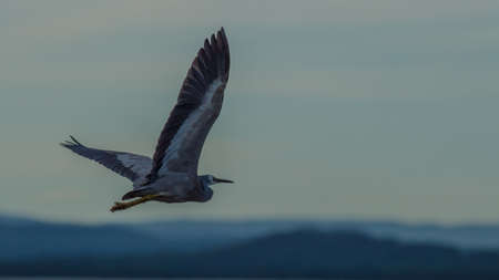 White faced heron in flight with blue skyの写真素材