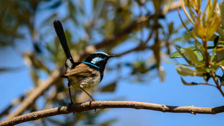 Male Superb fairywren in Australiaの写真素材