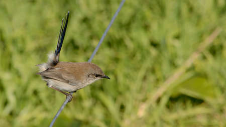 Female Superb fairywren in Australiaの写真素材