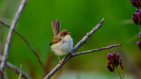 Female Superb fairywren in Australia