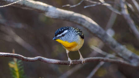 Male Spotted Pardalote in Australiaの写真素材