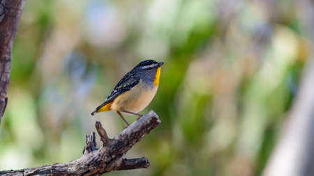 Male Spotted Pardalote Bird in Australia