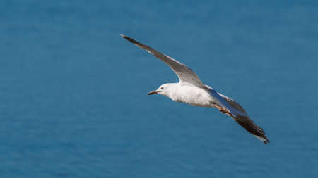 Silver Gull Flying in Australiaの写真素材