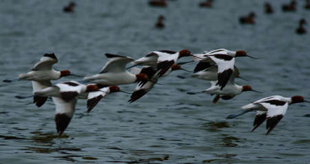 Red Necked Avocets Flying in Australiaの写真素材