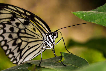 A black and white butterfly on a green leafの写真素材