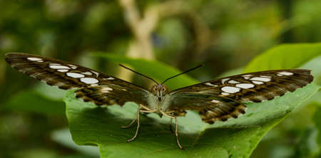 A black and white butterfly on a leafの写真素材