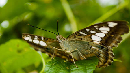 A black and white butterfly on a leafの写真素材