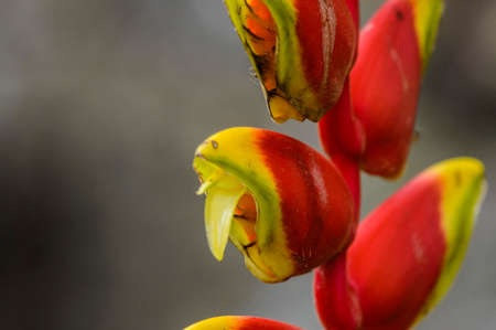 heliconia rostrata plant in the Philippinesの写真素材
