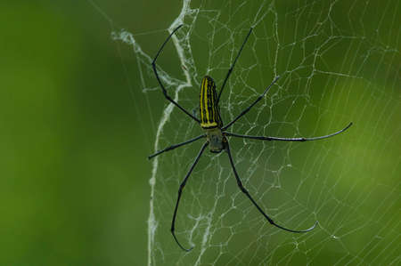 Orb Weaving Spider in the Philippinesの写真素材