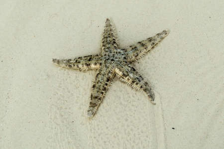 Starfish on sand in Bohol, Philippines