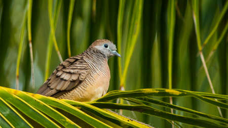 Zebra dove in a green tree in the Philippinesの写真素材