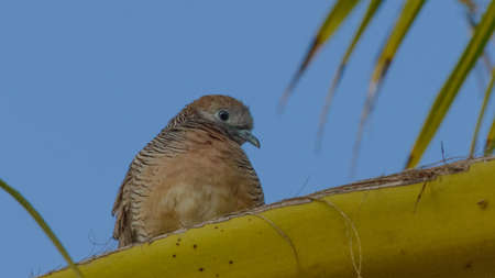 Zebra Dove on a branch with blue sky in the Philippinesの写真素材