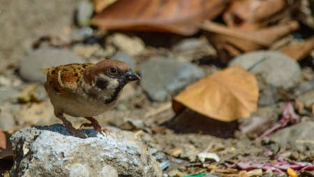 Eurasian Tree Sparrow on the ground in the Philippines with leaves and rocksの写真素材