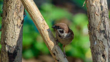 Eurasian Tree Sparrow in the Philippines closeupの写真素材