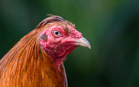 A male rooster closeup of headの写真素材