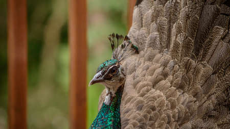 Female Peafowel showing her tail feathersの写真素材