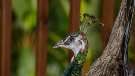 Female Peafowel showing her tail feathersの写真素材