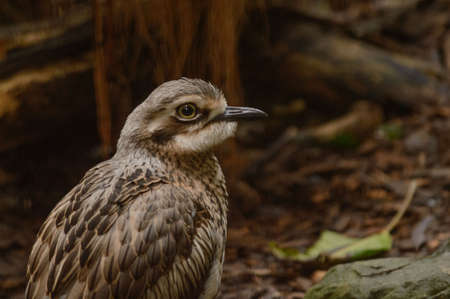 Bush Stone Curlew in Australiaの写真素材