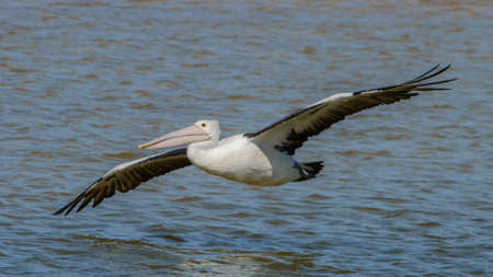 Australian Pelican in flight over waterの写真素材