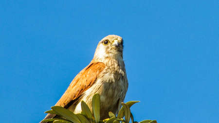 Nankeen Kestrel in Australia