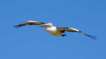 Australian Pelican in flight against a blue skyの写真素材