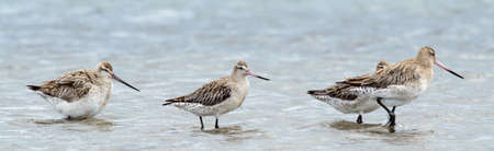 Bar Tailed Godwits in shallow waterの写真素材
